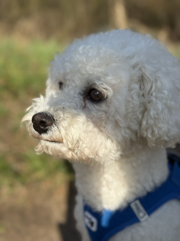 Picasso - treuer Begleiter